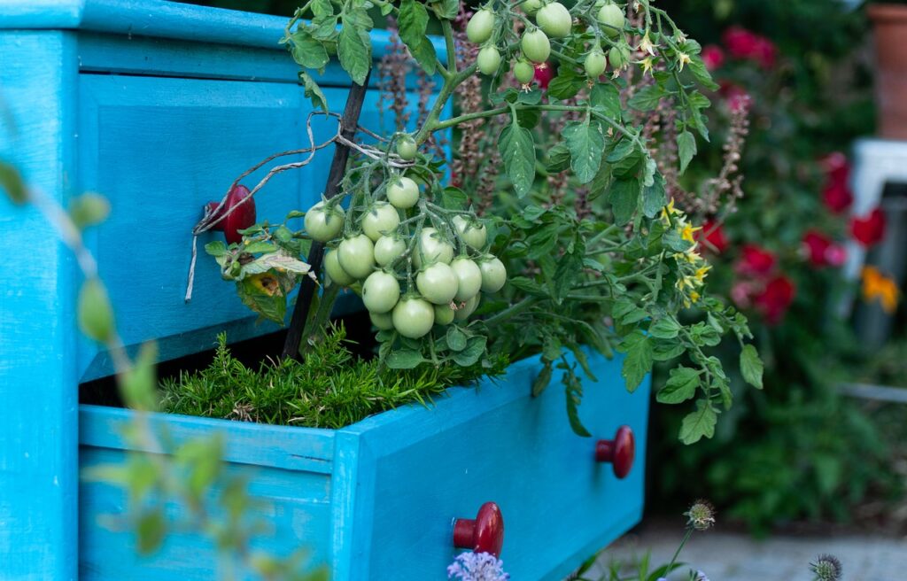 garden, tomatoes, wardrobe-8115073.jpg